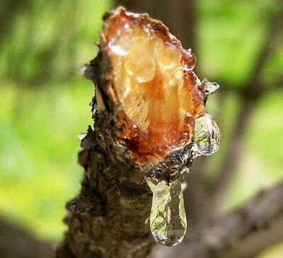 Tree Resins for Skin: Natural Healing Power