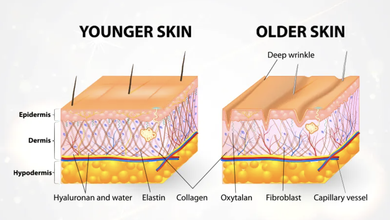 Discover the Secret Protein for Ageless Skin | Champïone Blog